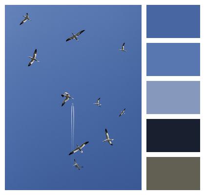 Flying Birds Gannets Seabirds Image